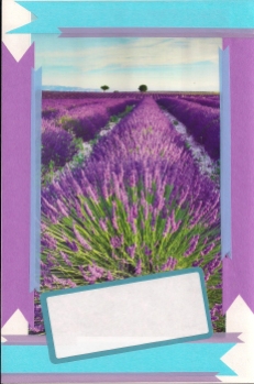 "lavendar fields"